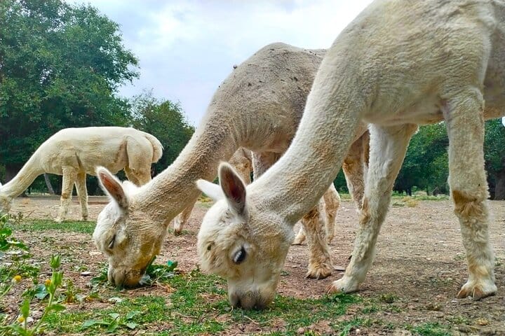 Baku-tour_Shamakhi-tour-Alpaca-tour-Azerbaijan