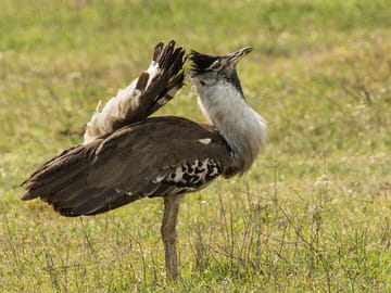Tanzania Big Game Safari