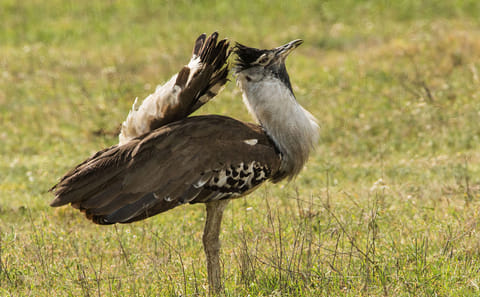 Tanzania Big Game Safari