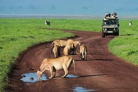8 Days 7 Nights Tanzania Classic Private Safari Tour
