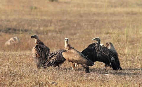 Wildlife Safari and Cultural Tour in Bhopal and Bhojpur