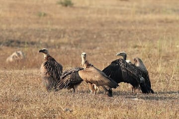 Wildlife Safari and Cultural Tour in Bhopal and Bhojpur