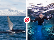 Reykjavík Whales & Snorkeling 1