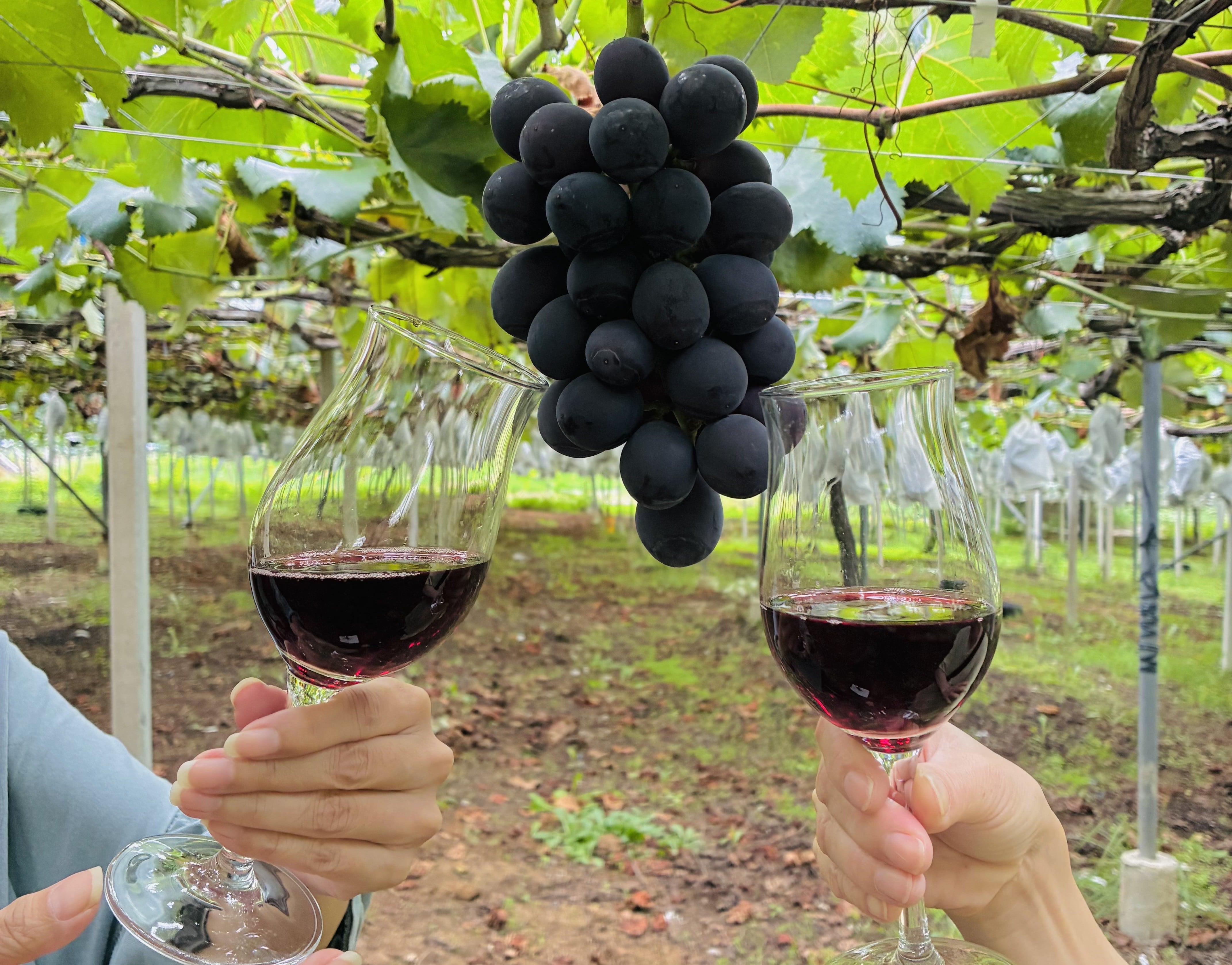 Two people toasting with wine glasses in front of grapes (Concept Image)