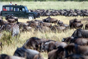 6Days Tanzania Tented Camping Safari : Serengeti, Lake Manyara,  Ngorongoro Crater &  Tarangire National Park