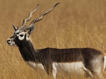 Blackbuck Safari and Birdwatching in Velavadar from Ahmedabad