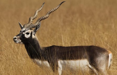 Blackbuck Safari and Birdwatching in Velavadar from Ahmedabad
