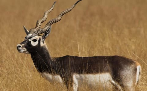 Blackbuck Safari and Birdwatching in Velavadar from Ahmedabad