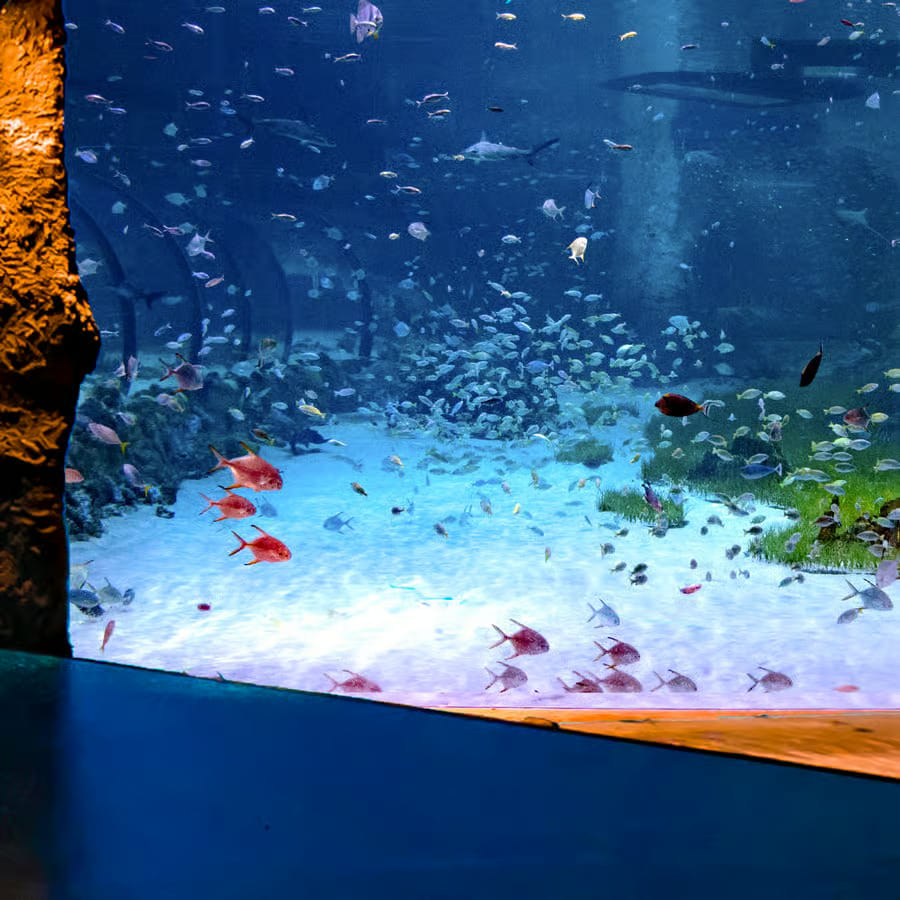 Abu Dhabi : The National Aquarium Aquatic Wonderland,