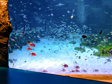 Explore Marine Life at The National Aquarium in Abu Dhabi