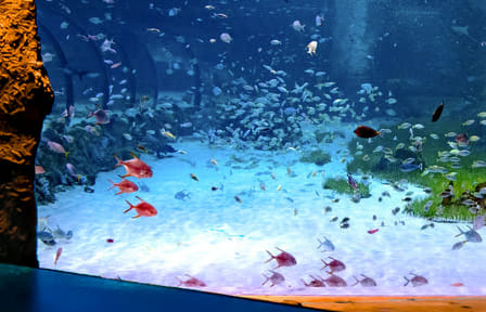Explore Marine Life at The National Aquarium in Abu Dhabi
