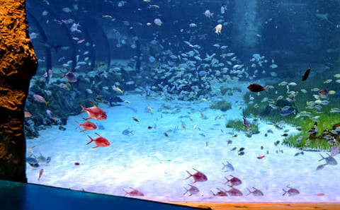 Explore Marine Life at The National Aquarium in Abu Dhabi