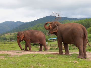 Day for Elephant Half-Day Morning-Bigboy