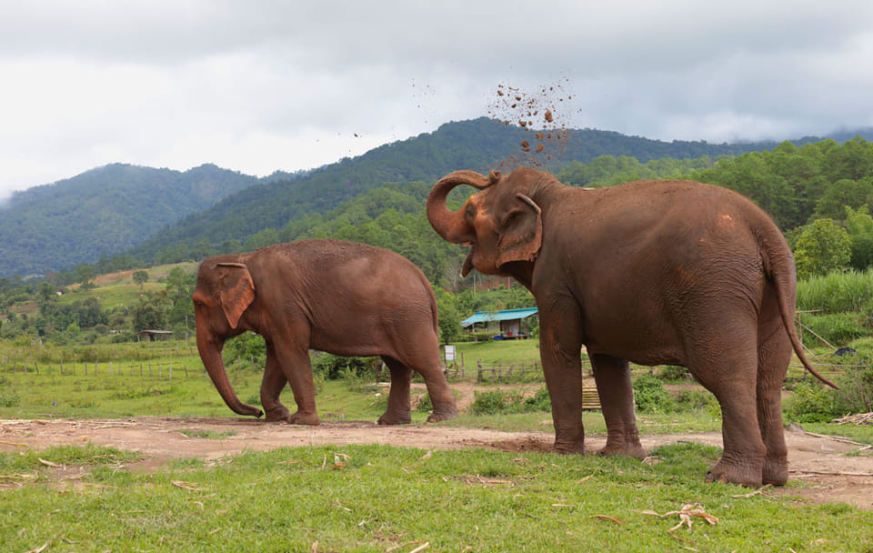 Day for Elephant Half-Day Morning-Bigboy