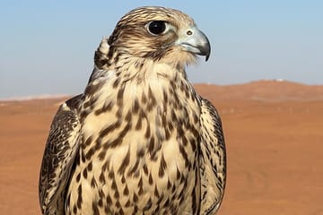 Evening Desert Safari with Camel Ride and Dinner in Abu Dhabi