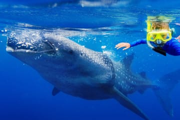 Swim with Whale Sharks in Máncora, Peru - 3.5-Hour Tour