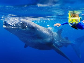 Swim with Whale Sharks in Máncora, Peru - 3.5-Hour Tour