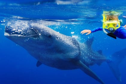 Swim with Whale Sharks in Máncora, Peru - 3.5-Hour Tour