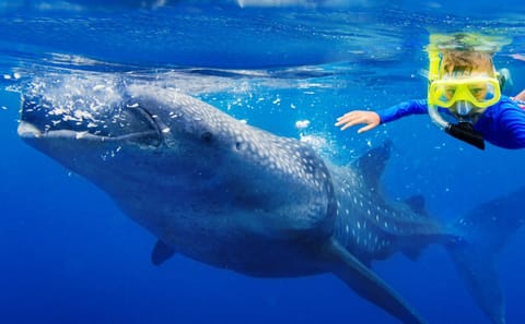 Swim with Whale Sharks in Máncora, Peru - 3.5-Hour Tour