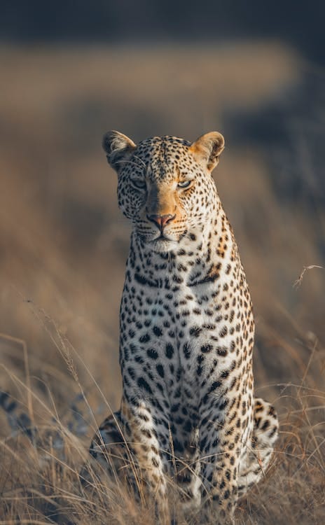 Masai Mara- Leopard