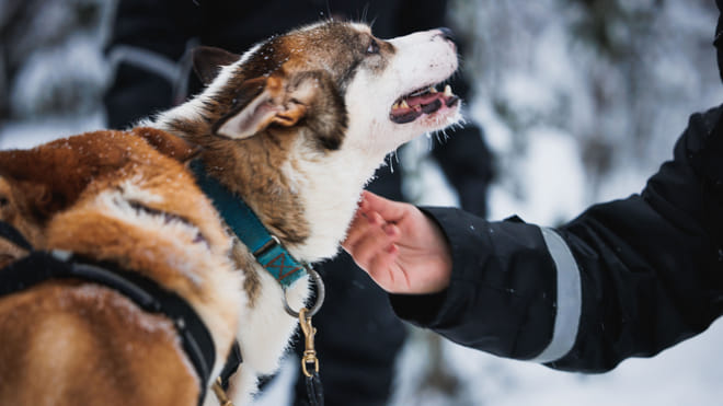 Arctic Circle Highlights with Snowmobiling 2