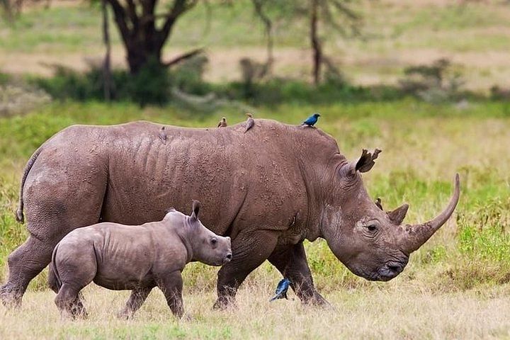 Explore Nairobi National Park: Wildlife Safari During Airport Layover