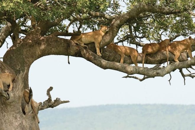 Lake Manyara National Park Day Trip From Arusha photo 6