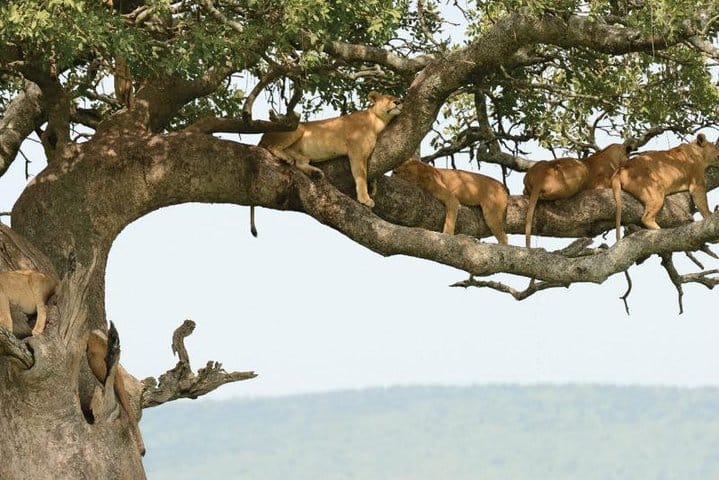 Lake Manyara National Park Day Trip From Arusha 6