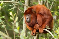 3-Day Tambopata National Reserve Tour  4