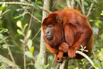 Three-Day Nature Tour of Tambopata National Reserve, Peru