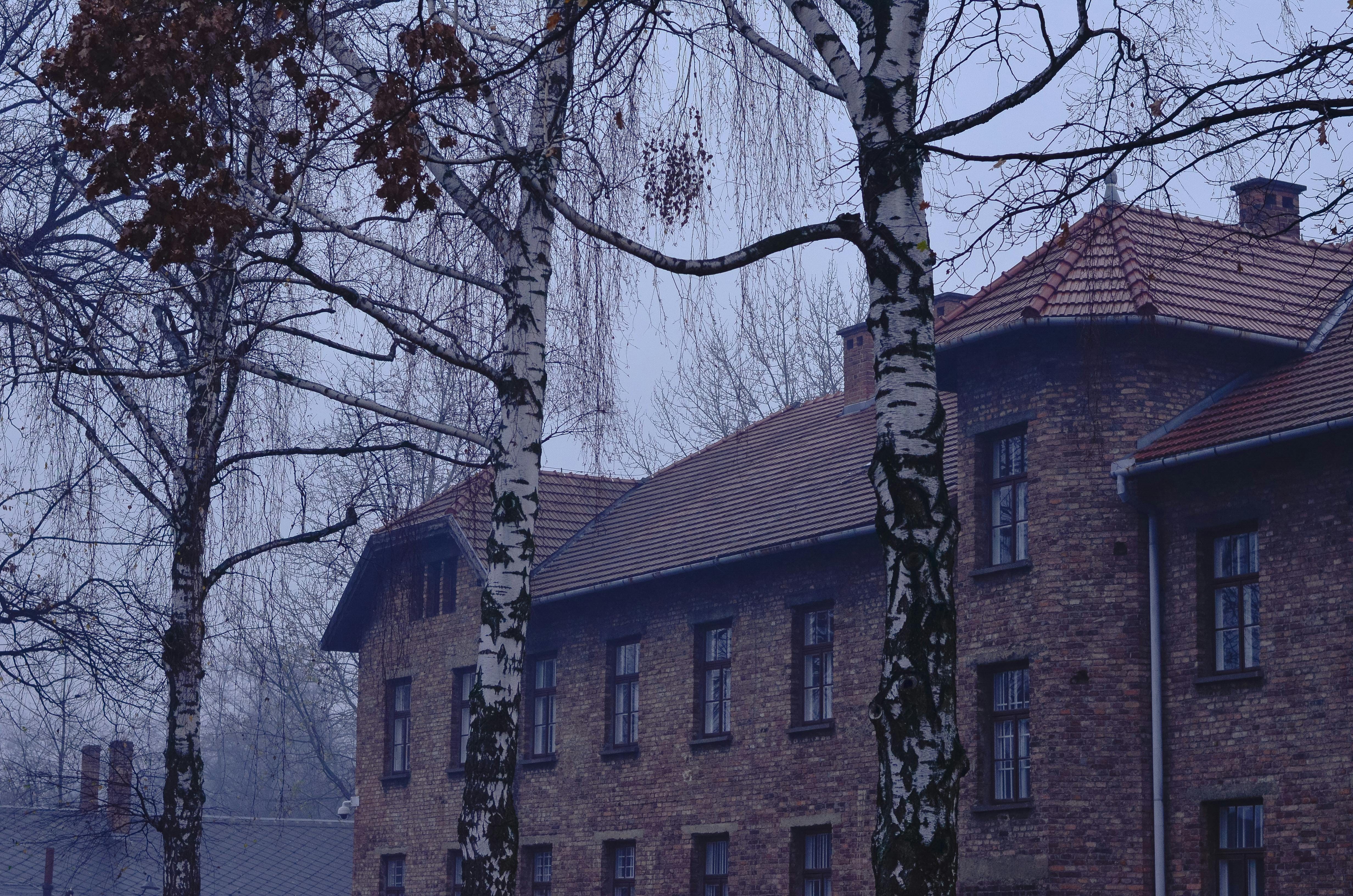 Auschwitz-Birkenau Memorial in winter, trees and barracks in the mist