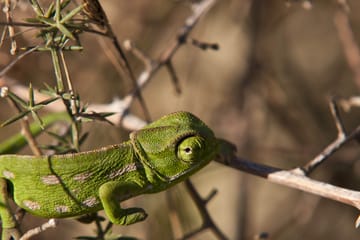 Chadwick Lakes and Victoria Lines Nature Walking Tour in Rabat