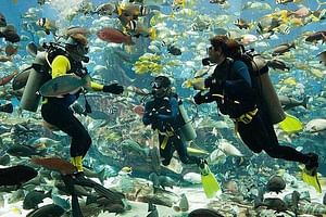 Scuba Diving at Jumeirah Dubai with Private Transfers