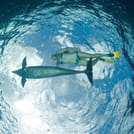 Buceo con Delfines en Cozumel 7