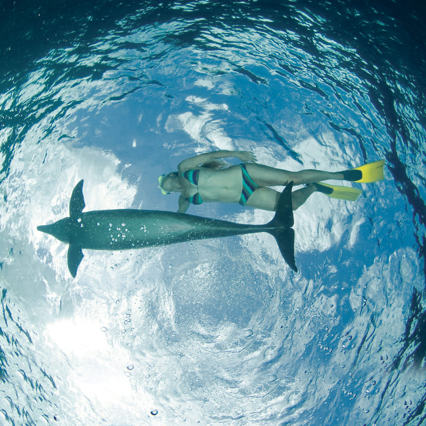 Buceo con Delfines en Cozumel 7