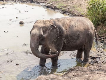 Elephant Sanctuary & Kanchanaburi Highlights Tour