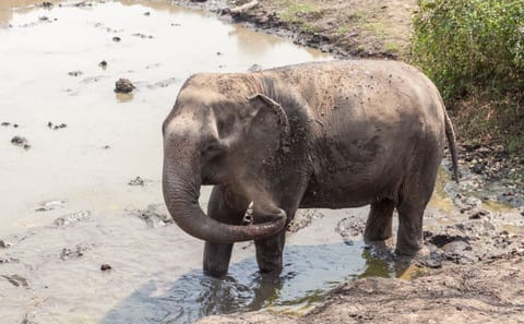 Elephant Sanctuary & Kanchanaburi Highlights Tour