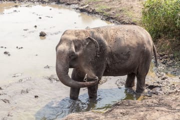 Elephant Sanctuary & Kanchanaburi Highlights Tour