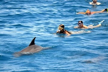Snorkeling and Dolphin Swimming Tour at Orange Bay, Egypt