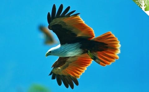 Kilim Geoforest River Tour: Langkawi’s Natural Masterpiece
