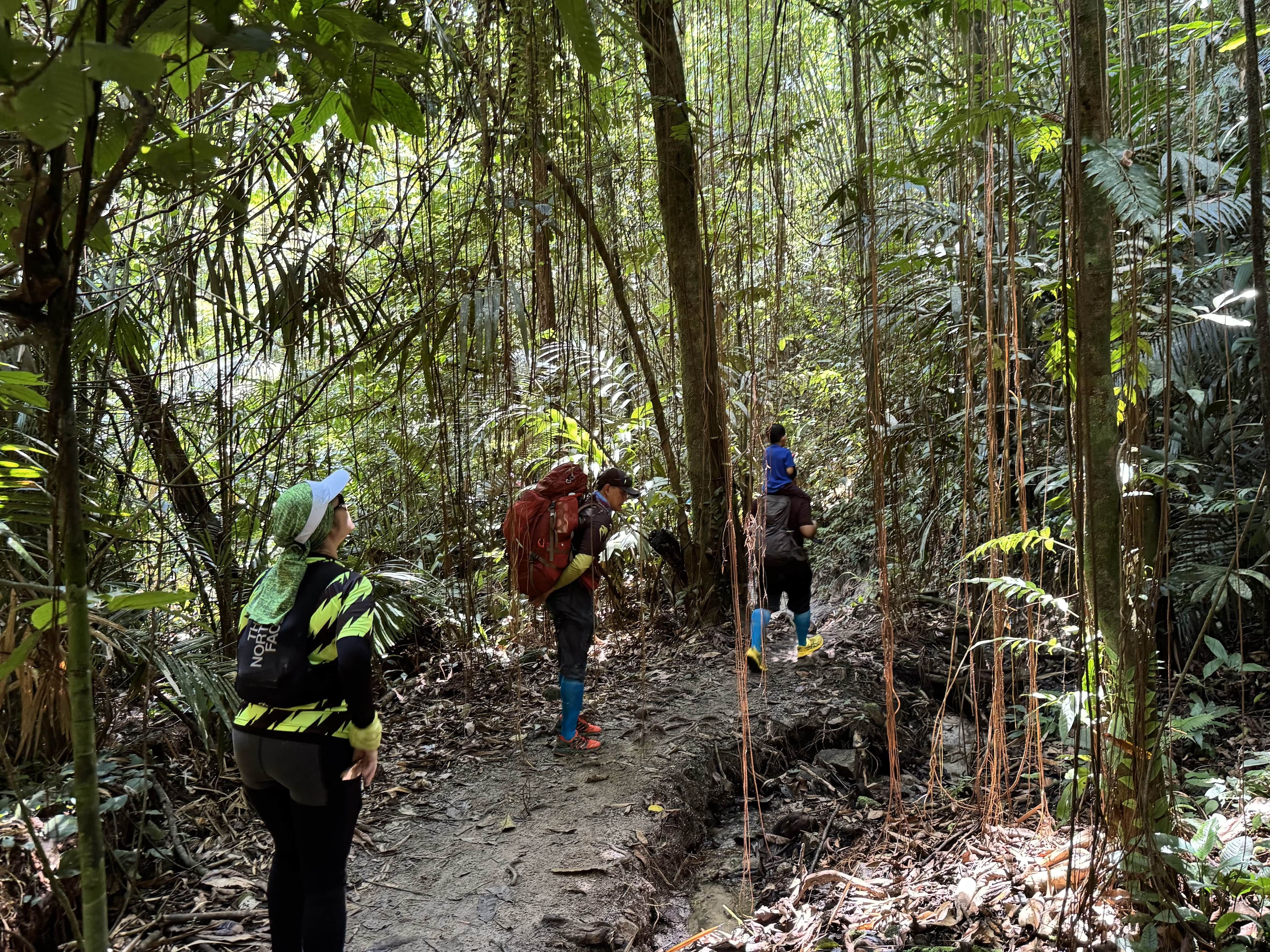 A group of hikers navigate a muddy, rooted trail in a dense Malaysian rainforest. Scene of a challenging group trek by JomHiking.