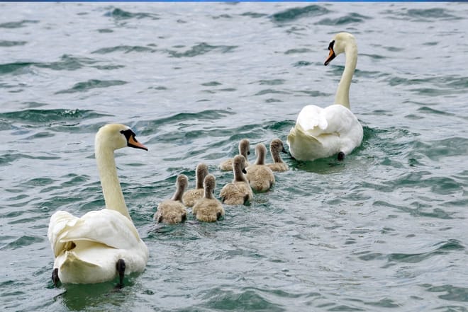 Scenic cruise of Corrib river & lake. Galway City. Guided.  photo 3