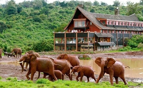 5-Day Safari Adventure to Aberdare, Lake Nakuru, and Masai Mara from Nairobi
