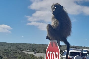 6-Day Garden Route Tour from Cape Town to Beaufort West