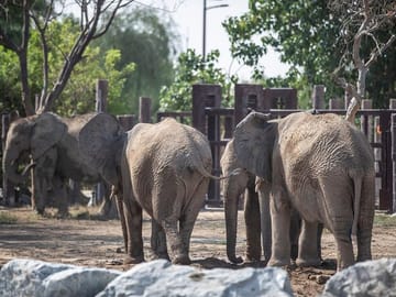Dubai Safari Park Wildlife Adventure Tour for Families