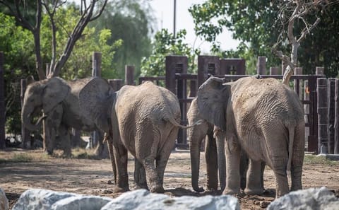 Dubai Safari Park Wildlife Adventure Tour for Families