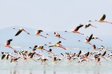 Day Trip to Lake Nakuru National Park from Nairobi