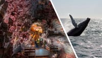 Whale tail emerging from the ocean with lava cave imagery representing Iceland adventure experiences