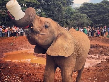 12Days Best of Kenya and Tanzania Wildlife Safari