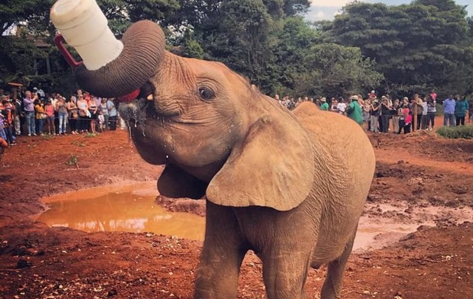 Nairobi-Half-Day Tour to David Sheldrick Elephant Orphanage